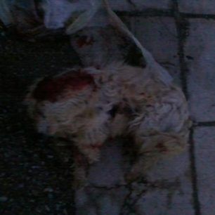 ThrilorioKomotinis (1)